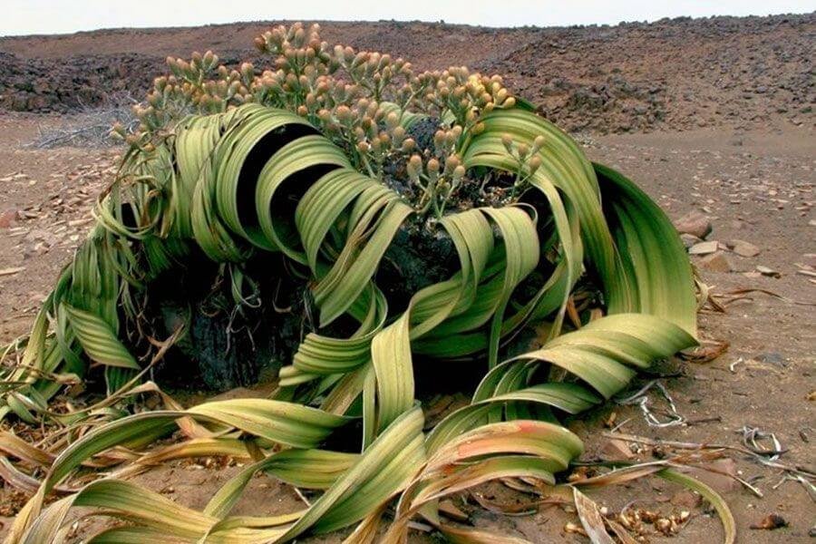 Welwitschia Mirabilis